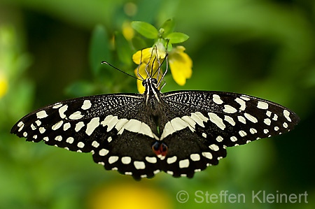 091 Afrikanischer Schwalbenschwanz - Papilio demedocus